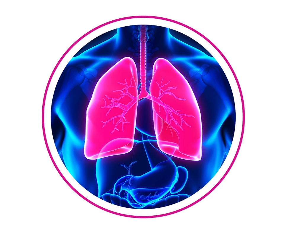 Lung Organoids